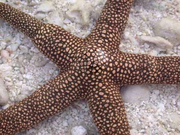 Starfish